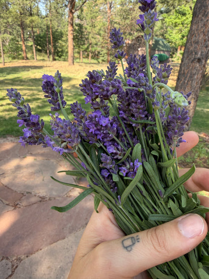 English Lavender